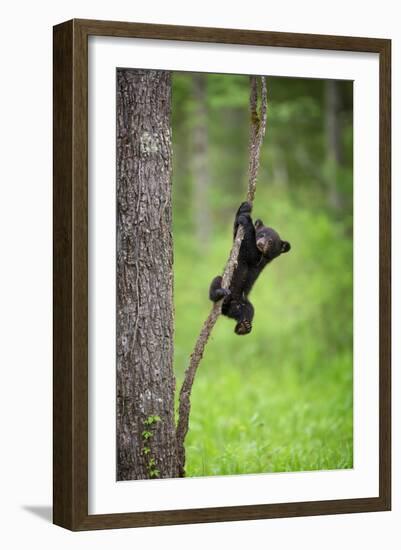 Black Bear Cub Playing on Tree Limb, Tennessee-Don Grall-Framed Art Print