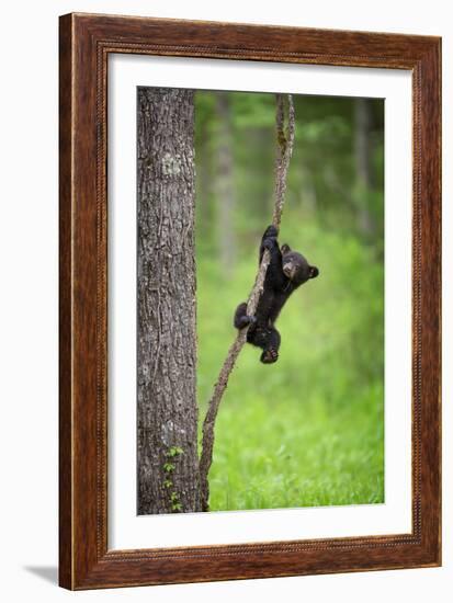 Black Bear Cub Playing on Tree Limb, Tennessee-Don Grall-Framed Art Print