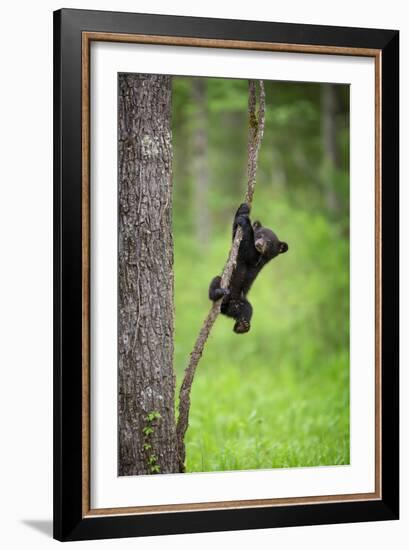 Black Bear Cub Playing on Tree Limb, Tennessee-Don Grall-Framed Art Print