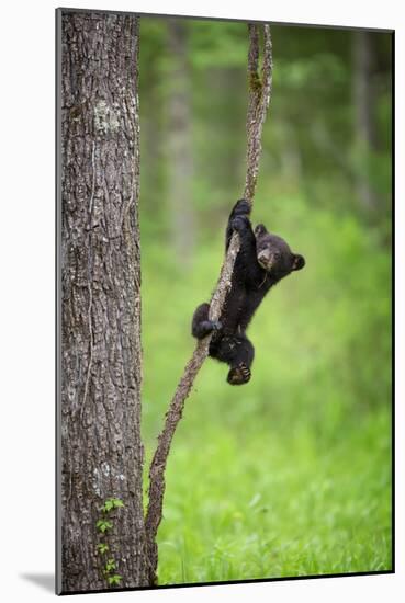 Black Bear Cub Playing on Tree Limb, Tennessee-Don Grall-Mounted Art Print