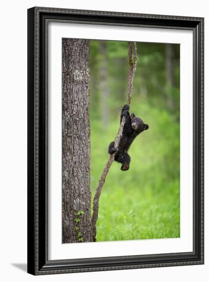 Black Bear Cub Playing on Tree Limb, Tennessee-Don Grall-Framed Art Print