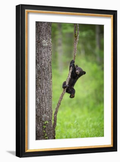 Black Bear Cub Playing on Tree Limb, Tennessee-Don Grall-Framed Art Print