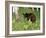 Black Bear Cub (Ursus Americanus), in Captivity, Sandstone, Minnesota, USA-James Hager-Framed Photographic Print