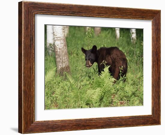 Black Bear Cub (Ursus Americanus), in Captivity, Sandstone, Minnesota, USA-James Hager-Framed Photographic Print
