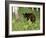 Black Bear Cub (Ursus Americanus), in Captivity, Sandstone, Minnesota, USA-James Hager-Framed Photographic Print