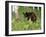 Black Bear Cub (Ursus Americanus), in Captivity, Sandstone, Minnesota, USA-James Hager-Framed Photographic Print