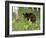 Black Bear Cub (Ursus Americanus), in Captivity, Sandstone, Minnesota, USA-James Hager-Framed Photographic Print