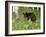 Black Bear Cub (Ursus Americanus), in Captivity, Sandstone, Minnesota, USA-James Hager-Framed Photographic Print