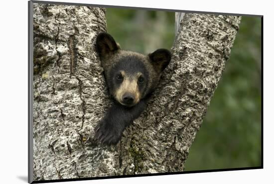 Black bear cub (Ursus americanus) resting in the fork of a tree, Minnesota, USA, June.-Danny Green-Mounted Photographic Print