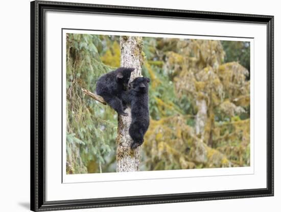 Black Bear Cubs In Tree-Donald Paulson-Framed Giclee Print