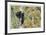 Black Bear Cubs In Tree-Donald Paulson-Framed Giclee Print