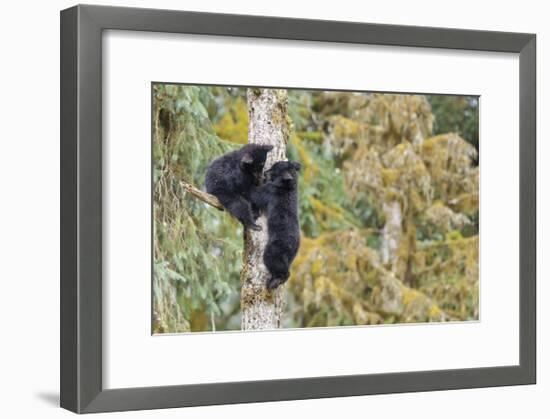 Black Bear Cubs in Tree-Donald Paulson-Framed Giclee Print