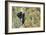 Black Bear Cubs in Tree-Donald Paulson-Framed Giclee Print