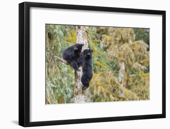 Black Bear Cubs in Tree-Donald Paulson-Framed Giclee Print