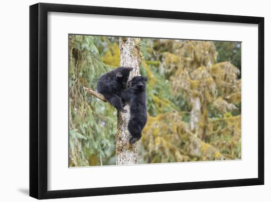 Black Bear Cubs in Tree-Donald Paulson-Framed Giclee Print