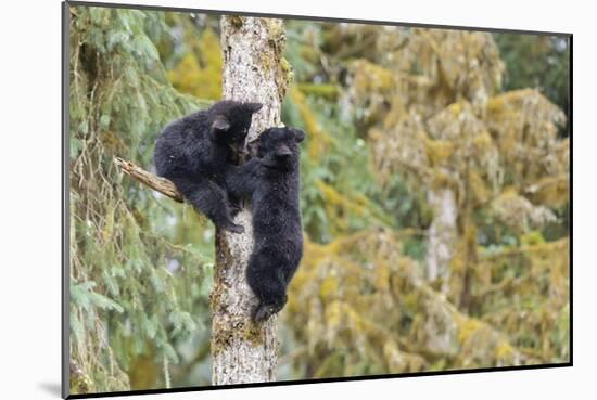 Black Bear Cubs in Tree-Donald Paulson-Mounted Giclee Print