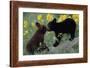 Black Bear Cubs Pecking-DLILLC-Framed Photographic Print