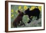 Black Bear Cubs Pecking-DLILLC-Framed Photographic Print