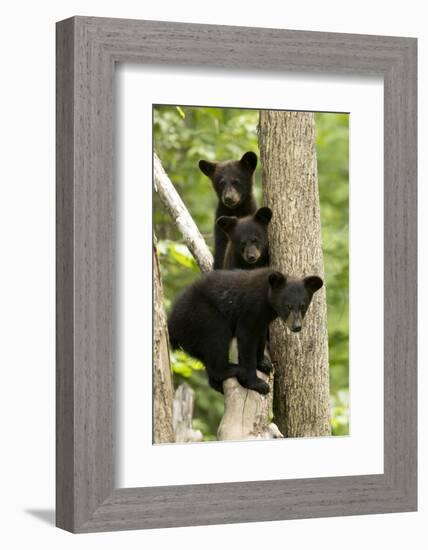 Black bear cubs (Ursus americanus) standing in a tree, Minnesota, USA, June.-Danny Green-Framed Photographic Print