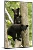 Black bear cubs (Ursus americanus) standing in a tree, Minnesota, USA, June.-Danny Green-Mounted Photographic Print