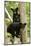 Black bear cubs (Ursus americanus) standing in a tree, Minnesota, USA, June.-Danny Green-Mounted Photographic Print