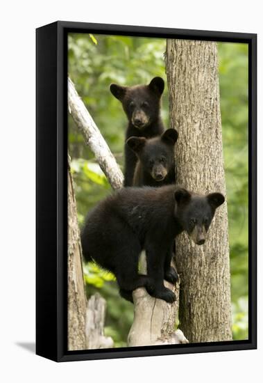 Black bear cubs (Ursus americanus) standing in a tree, Minnesota, USA, June.-Danny Green-Framed Premier Image Canvas