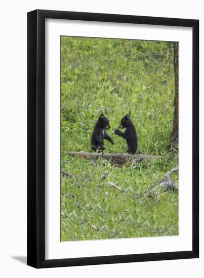 Black Bear Cubs (YNP)-Galloimages Online-Framed Photographic Print