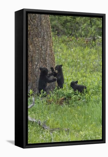 Black Bear Cubs-Galloimages Online-Framed Premier Image Canvas