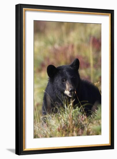 Black Bear, Early Autumn-Ken Archer-Framed Photographic Print