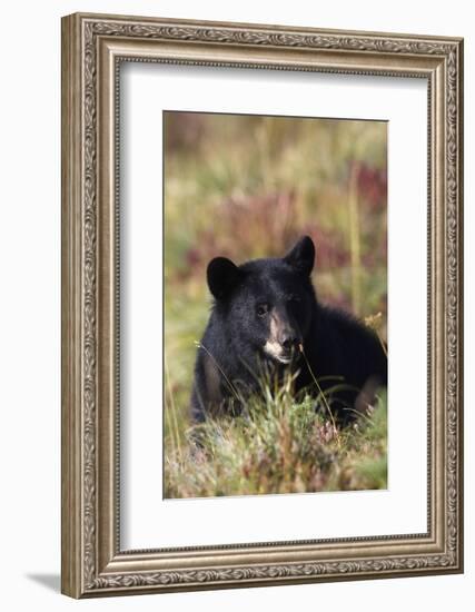 Black Bear, Early Autumn-Ken Archer-Framed Photographic Print