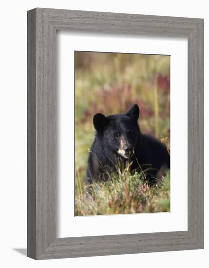 Black Bear, Early Autumn-Ken Archer-Framed Photographic Print