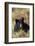 Black Bear, Early Autumn-Ken Archer-Framed Photographic Print