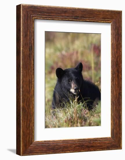 Black Bear, Early Autumn-Ken Archer-Framed Photographic Print