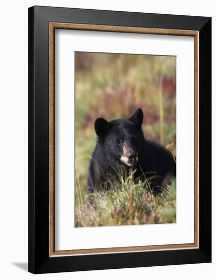 Black Bear, Early Autumn-Ken Archer-Framed Photographic Print