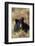 Black Bear, Early Autumn-Ken Archer-Framed Photographic Print