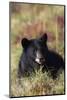 Black Bear, Early Autumn-Ken Archer-Mounted Photographic Print