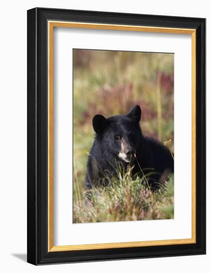 Black Bear, Early Autumn-Ken Archer-Framed Photographic Print