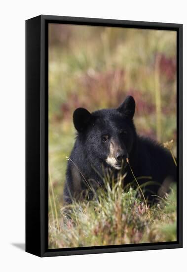 Black Bear, Early Autumn-Ken Archer-Framed Premier Image Canvas