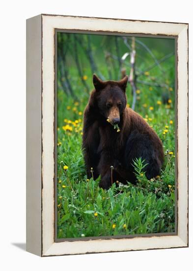 Black Bear Eating Dandelions in Meadow-Paul Souders-Framed Premier Image Canvas