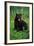 Black Bear Eating Dandelions in Meadow-Paul Souders-Framed Photographic Print