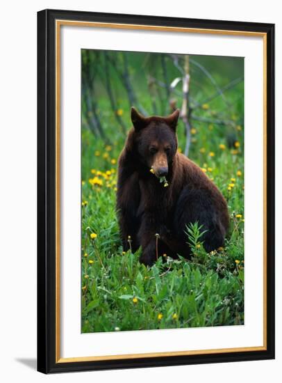 Black Bear Eating Dandelions in Meadow-Paul Souders-Framed Photographic Print