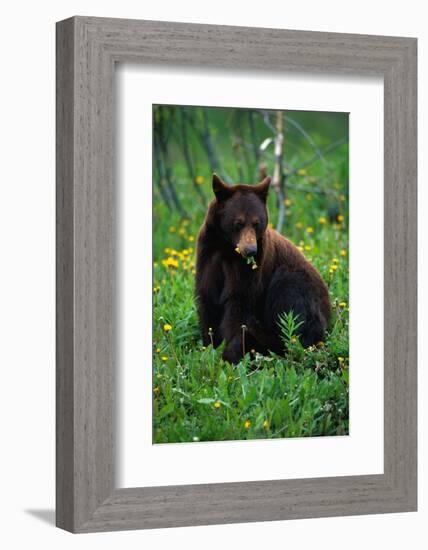 Black Bear Eating Dandelions in Meadow-Paul Souders-Framed Photographic Print