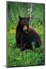 Black Bear Eating Dandelions in Meadow-Paul Souders-Mounted Photographic Print