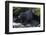 Black Bear Eating Fish in Stream-DLILLC-Framed Photographic Print