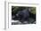 Black Bear Eating Fish in Stream-DLILLC-Framed Photographic Print