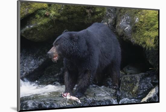 Black Bear Eating Fish in Stream-DLILLC-Mounted Photographic Print
