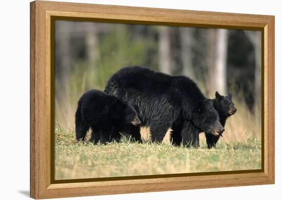 Black Bear Female with Cubs Two, Great Smoky Mountains National Park, Tennessee-Richard and Susan Day-Framed Premier Image Canvas