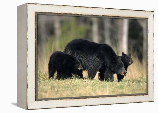 Black Bear Female with Cubs Two, Great Smoky Mountains National Park, Tennessee-Richard and Susan Day-Framed Premier Image Canvas