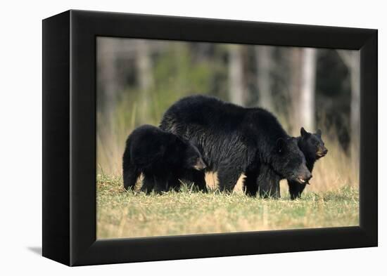 Black Bear Female with Cubs Two, Great Smoky Mountains National Park, Tennessee-Richard and Susan Day-Framed Premier Image Canvas