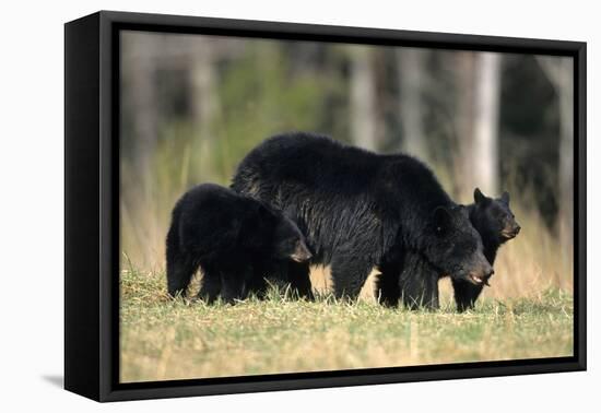 Black Bear Female with Cubs Two, Great Smoky Mountains National Park, Tennessee-Richard and Susan Day-Framed Premier Image Canvas